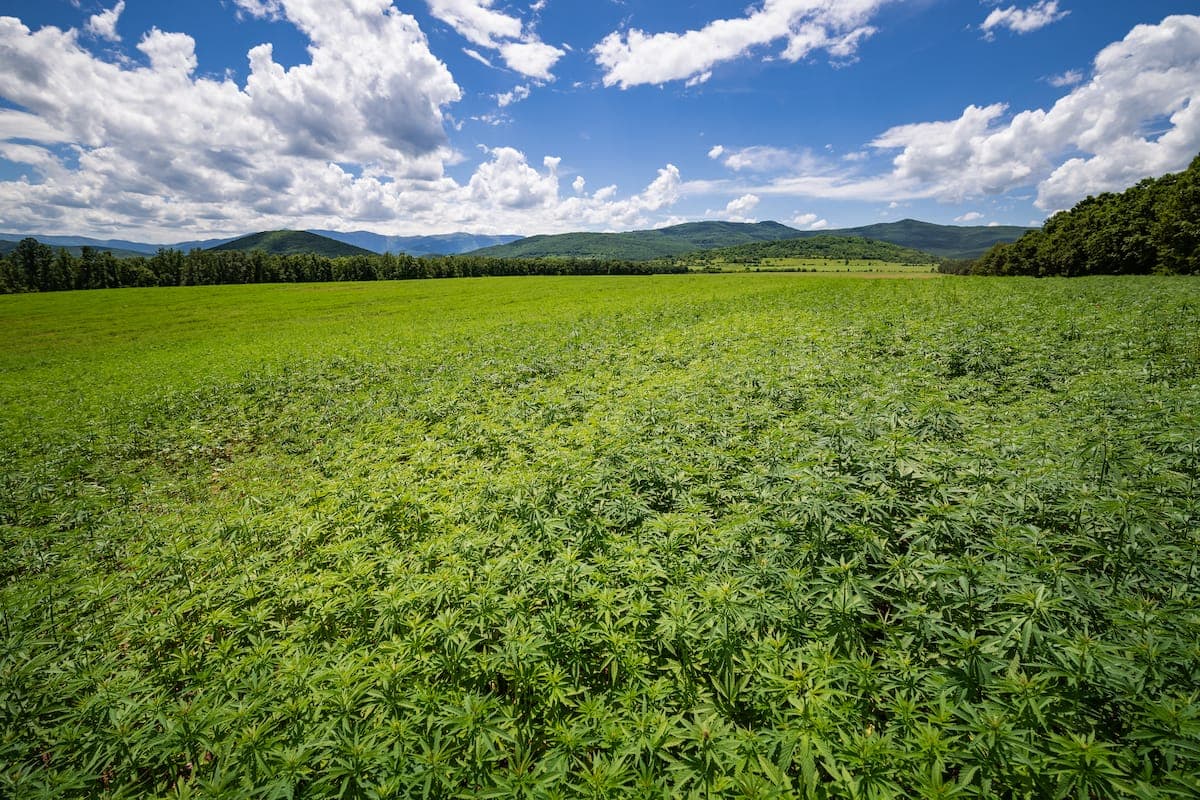 Dragonfly CBD production