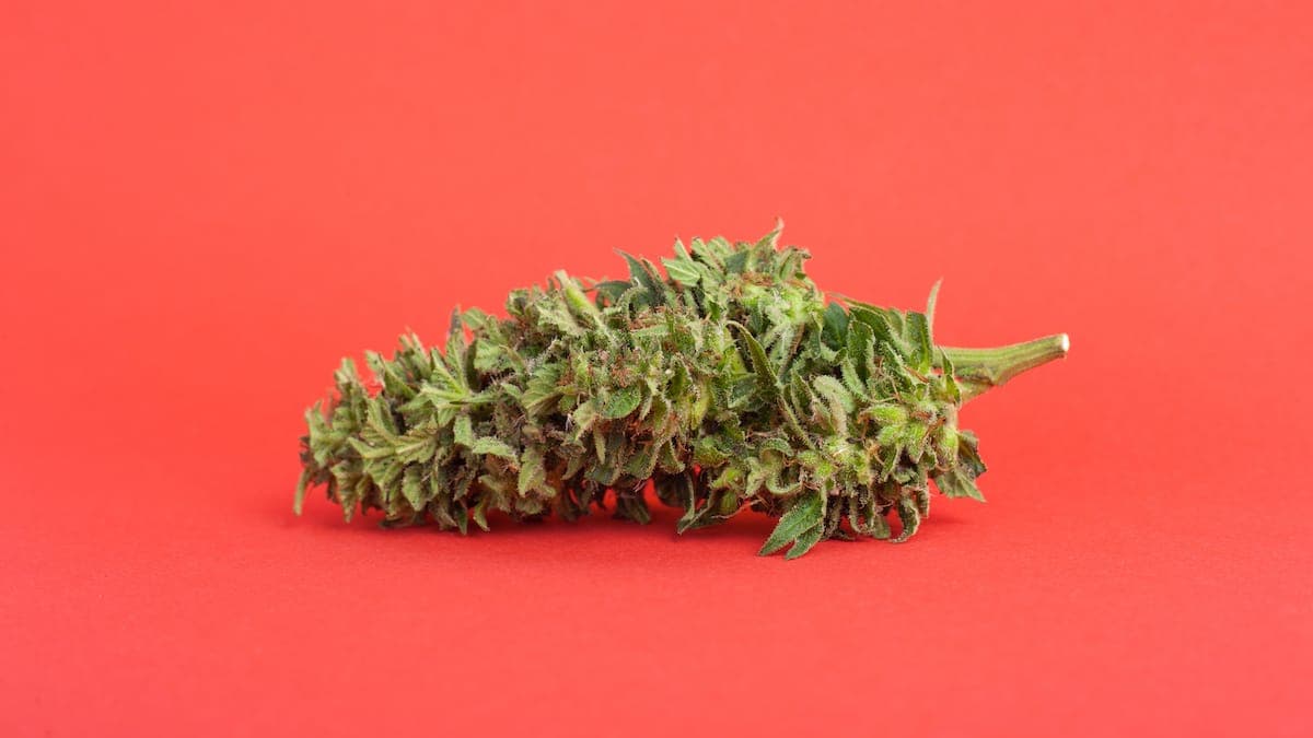 Close up of cannabis bud
