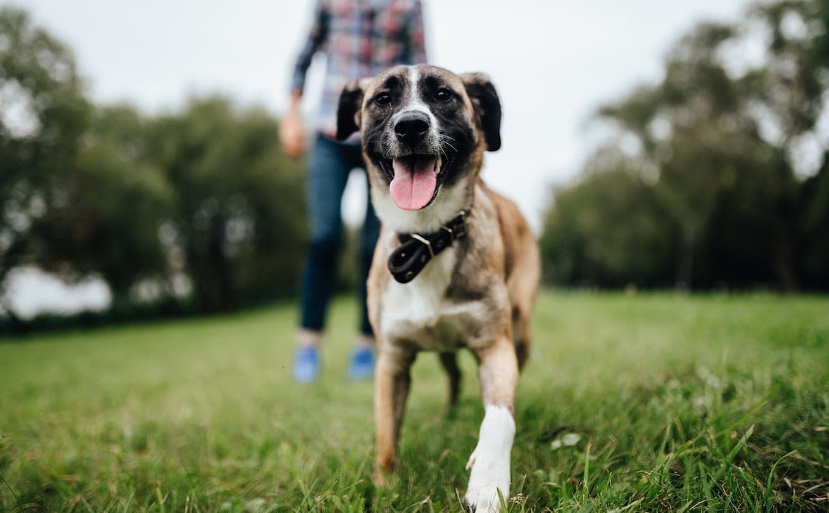 CBD benefits for animals