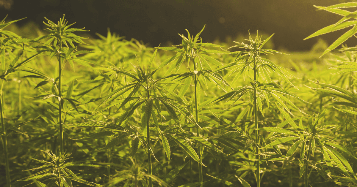 Texas smoke ban: A field of green hemp plants