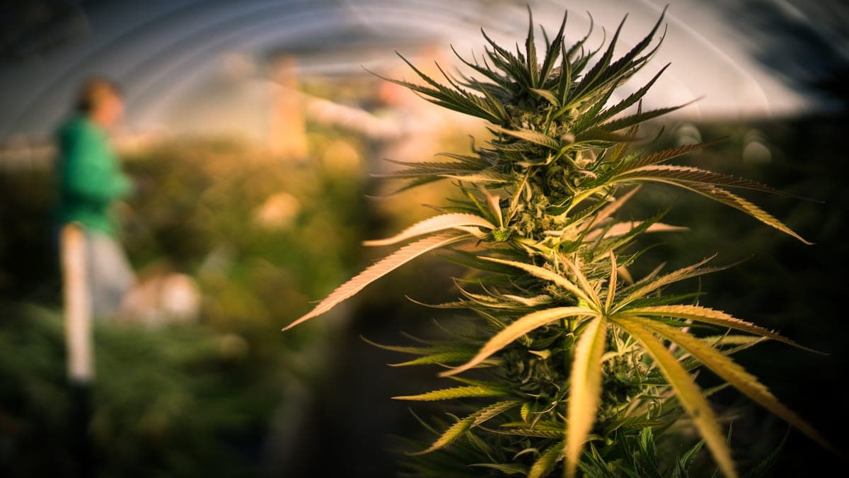 Guernsey cannabis
