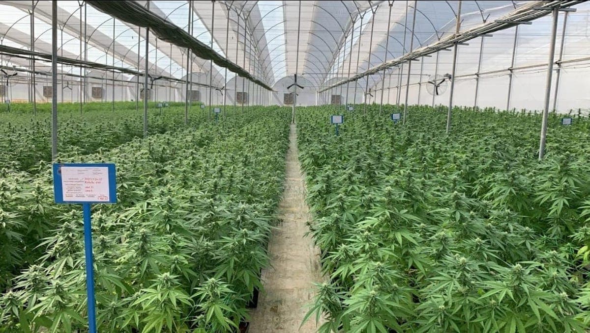 UK cannabis firm Avida Global