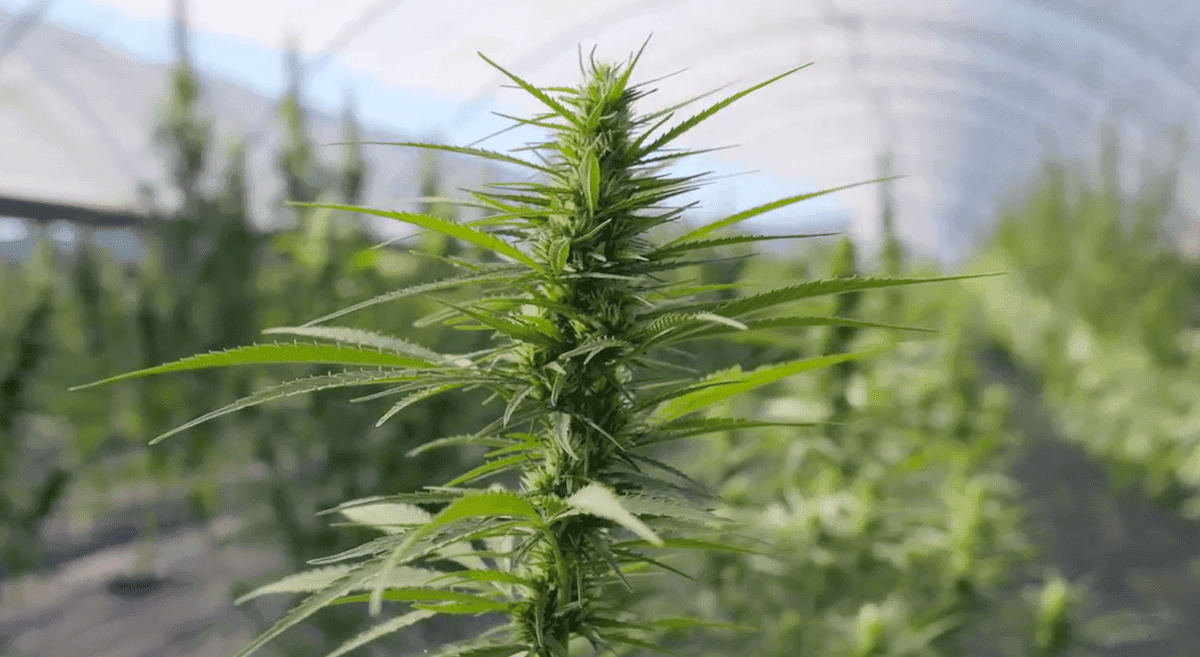 British cannabis