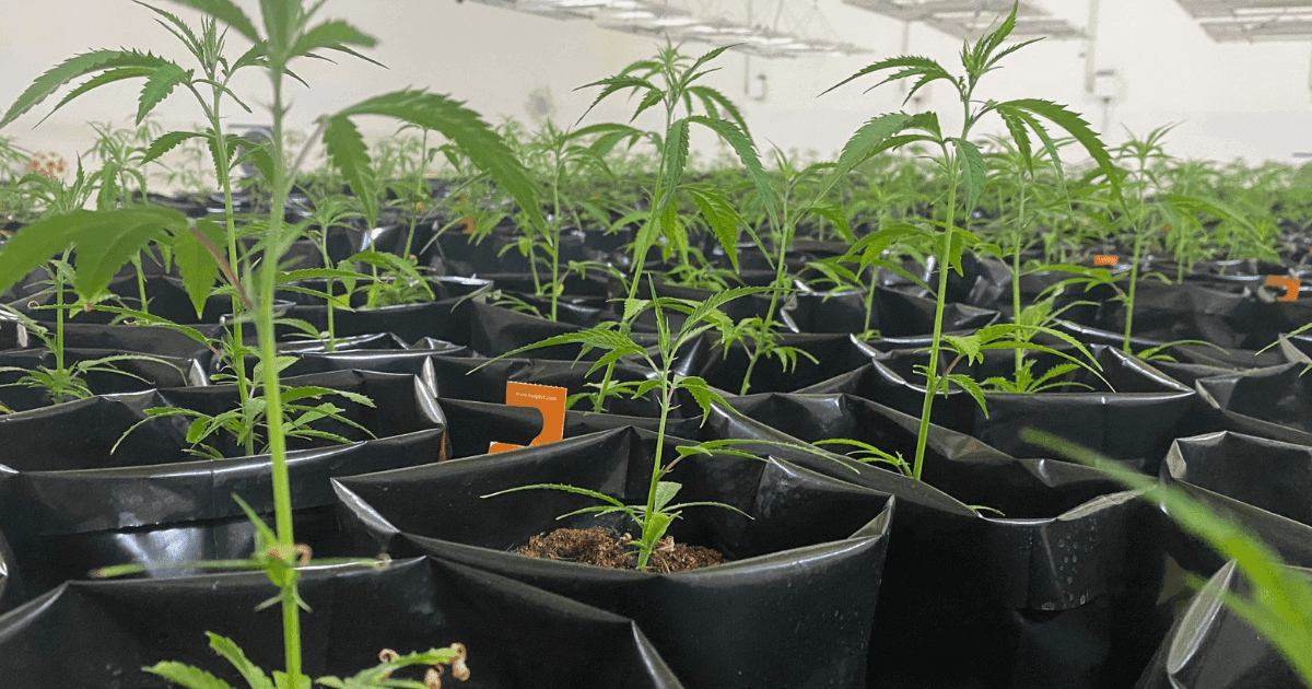 British cannabis Group: A series of green cannabis plants in a small black plastic bags in white grow room