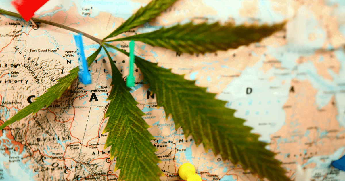 Accomodation: A cannabis leaf lies on top of a map of Canada. The map has pins in it where people have mapped their plans to travel