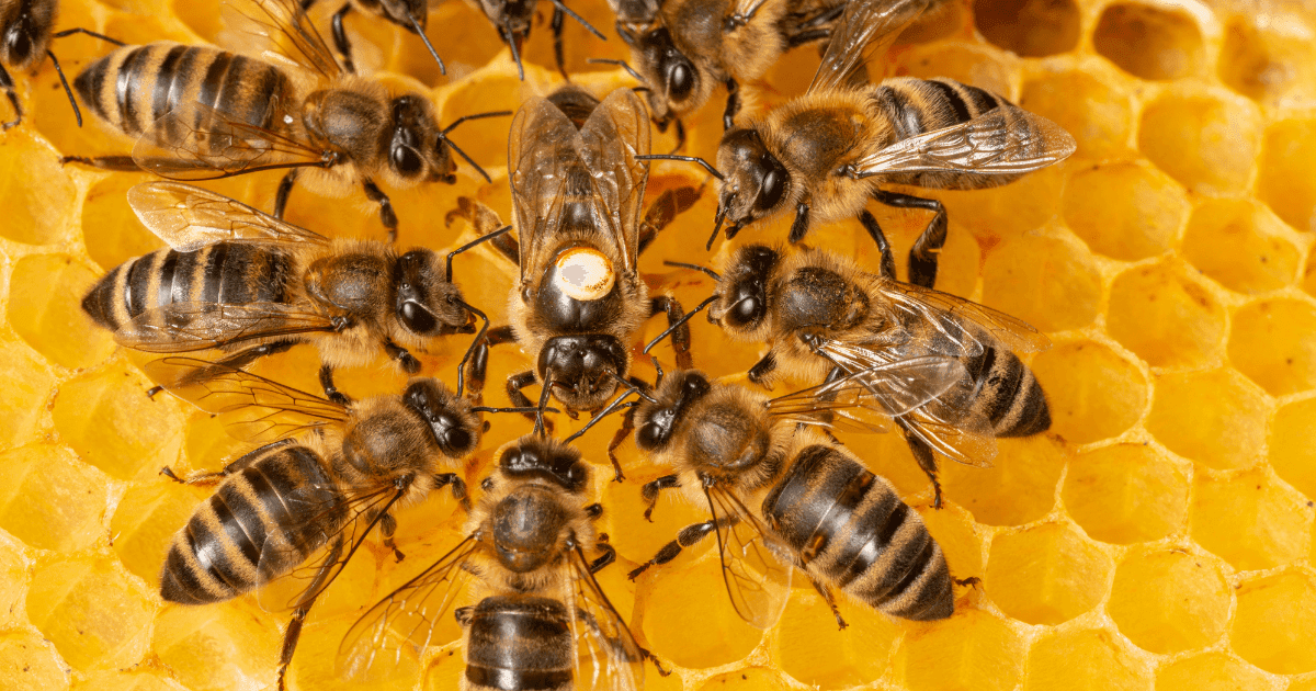 Bees: A swarm of bees on bright yellow honeycomb