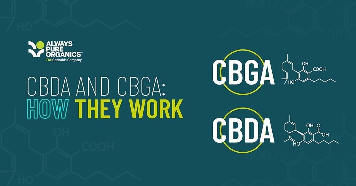 CBDA and CBGA - how do they work?