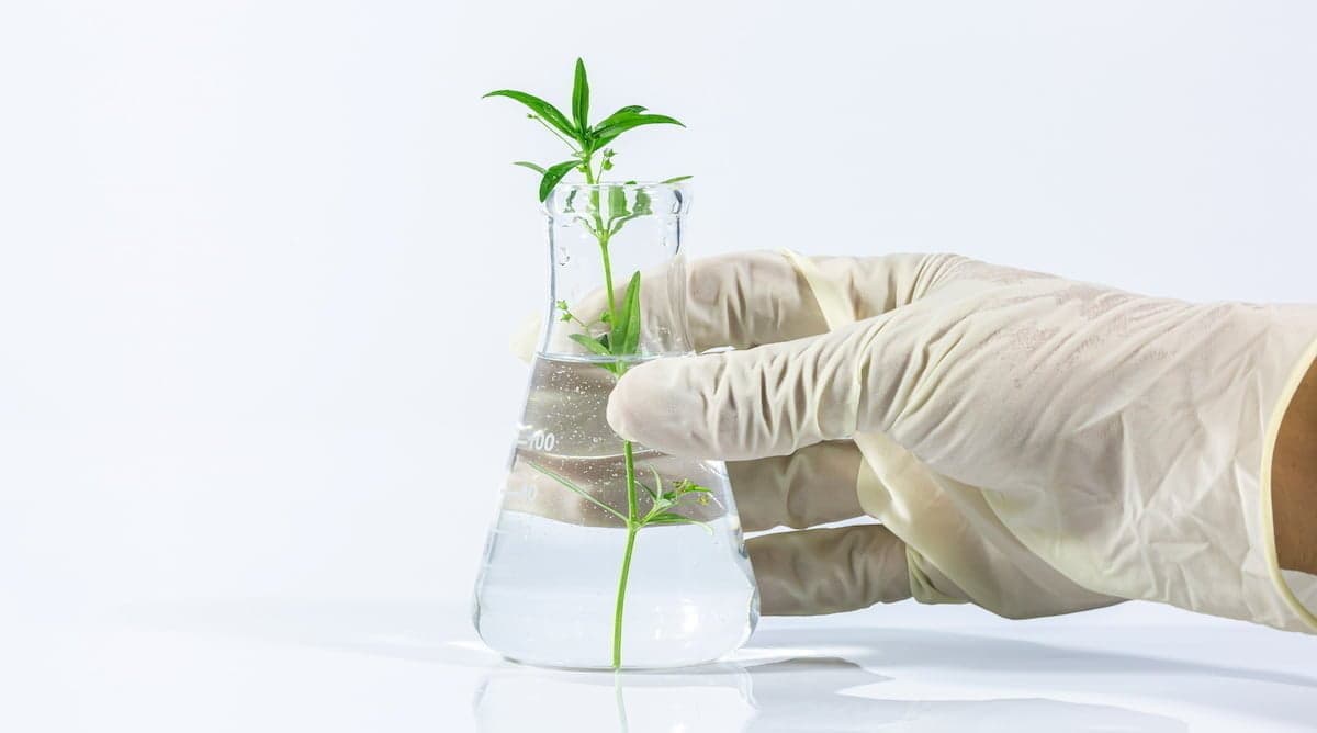 How clinical trials can help us understand the therapeutic potential of cannabis