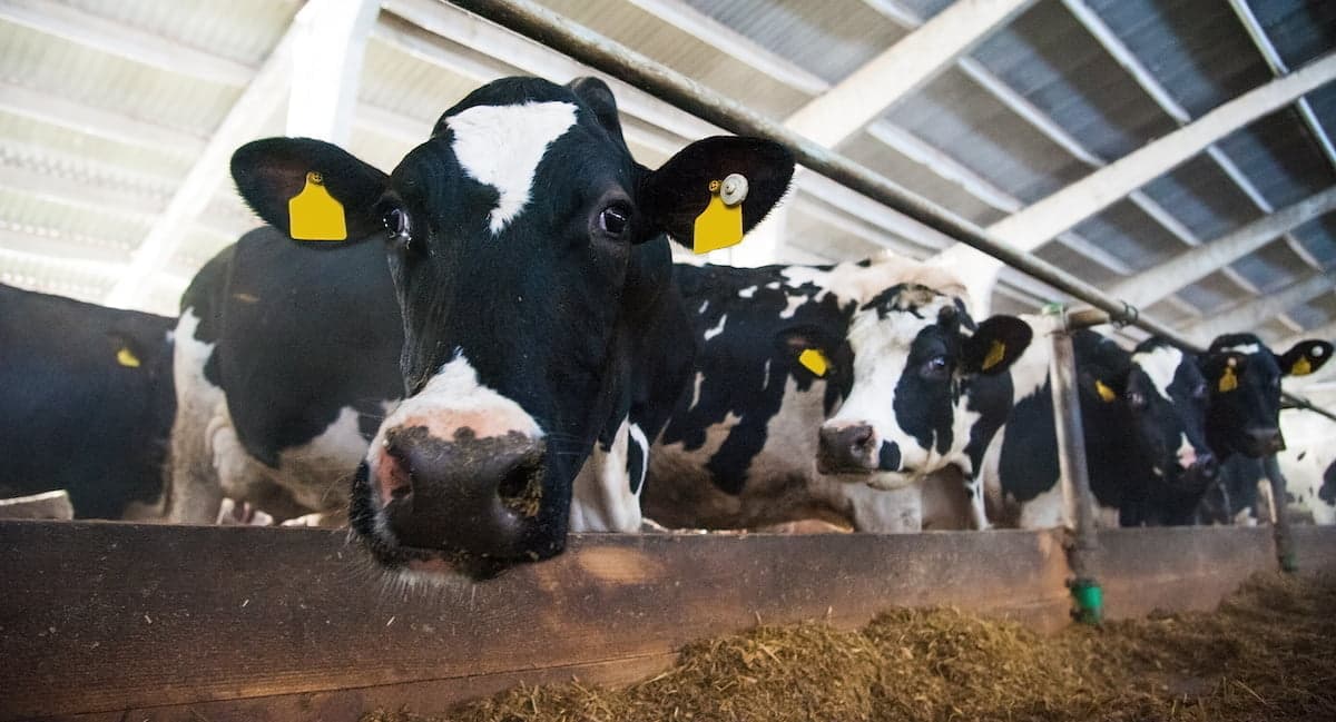 How hemp is making cattle less stressed - study