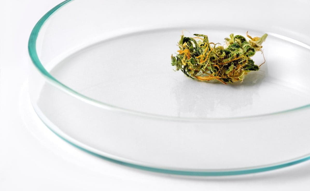 Five recent cannabis studies to know about