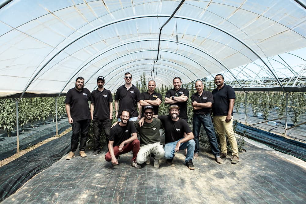 Field of dreams: the CEO of British Cannabis™ on building a legacy