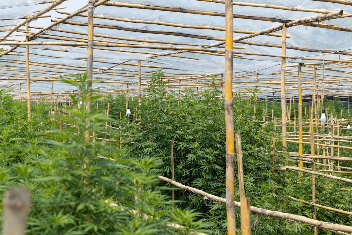 Thailand's medical cannabis patients welcome cheaper access