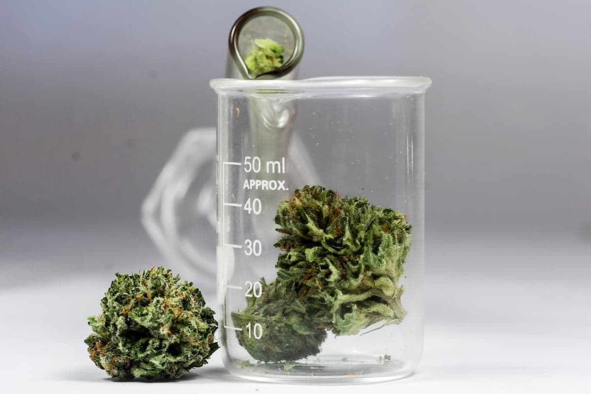 Hundreds more studies were published on cannabis in 2022 than in the years previously