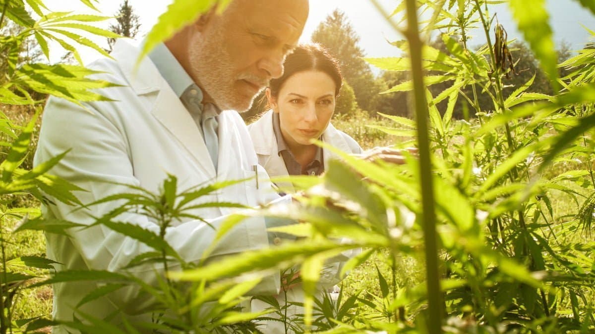 Five new medical cannabis studies to know about