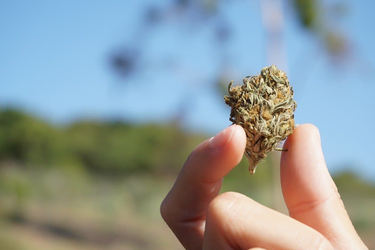 Why are some UK patients choosing legacy over legal cannabis?