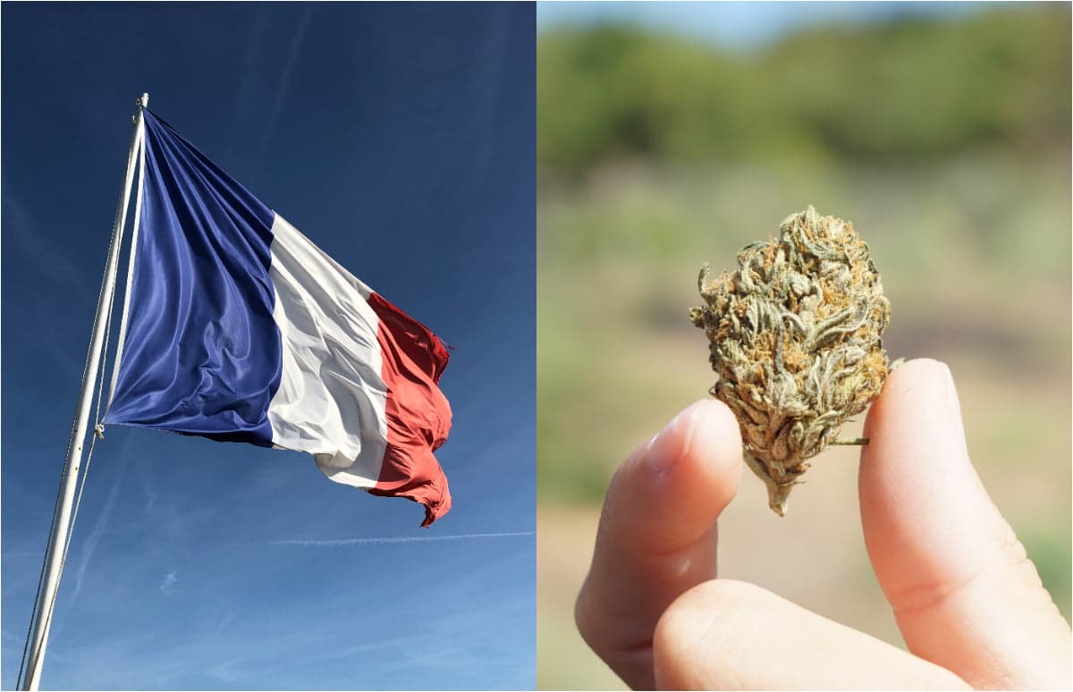 France overturns ban on sale of CBD hemp flower – what you need to know