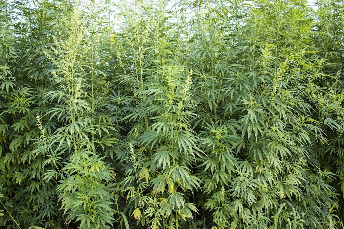 Cannabinoid polymers shown to have antioxidant activity