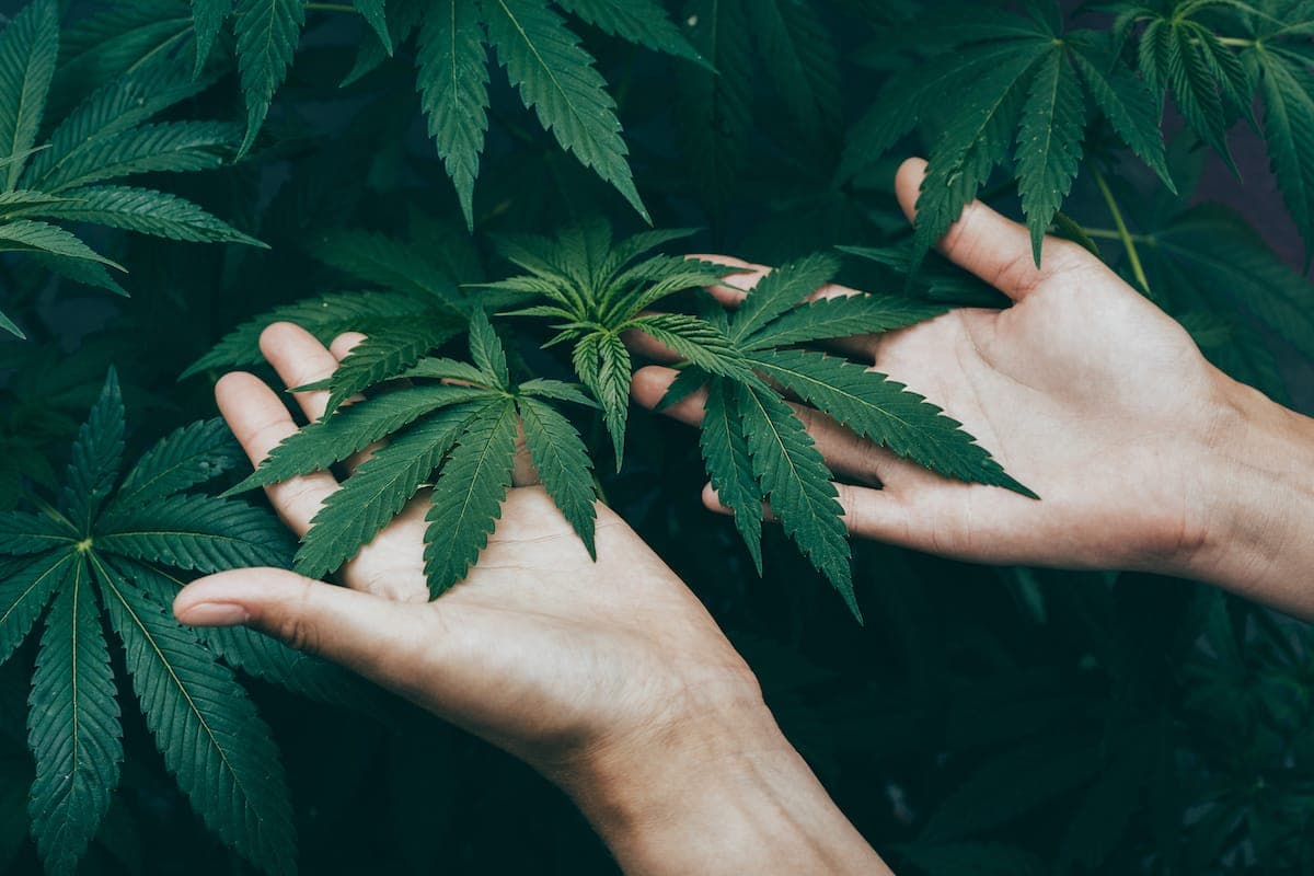 Close-up of cannabis leaves