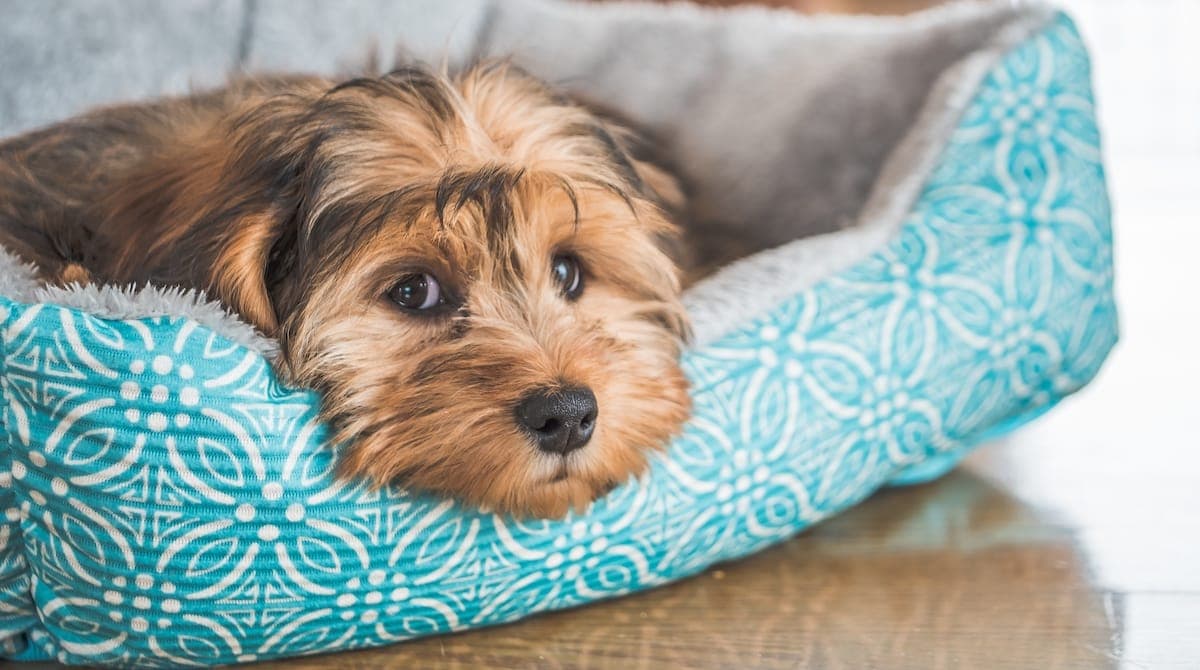 Study shines light on rise of cannabis poisoning in pets
