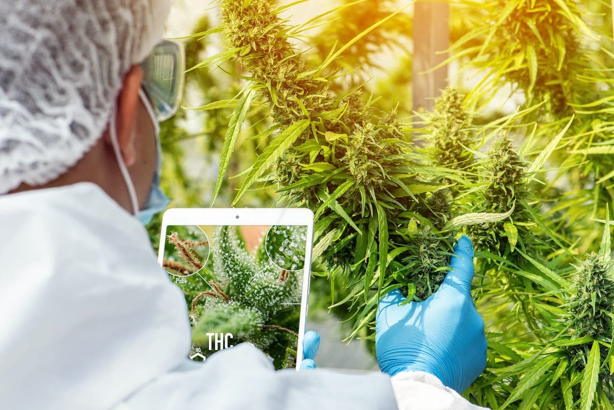 cannabis research