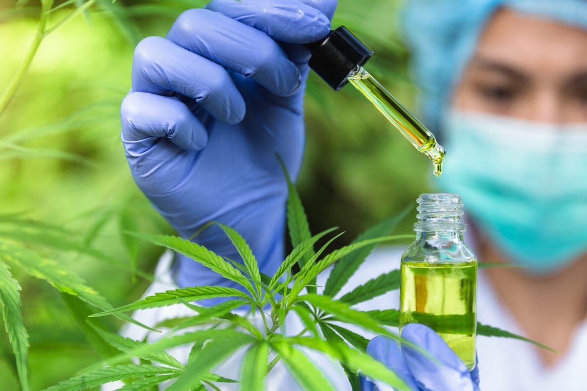 cannabis oil for epilepsy