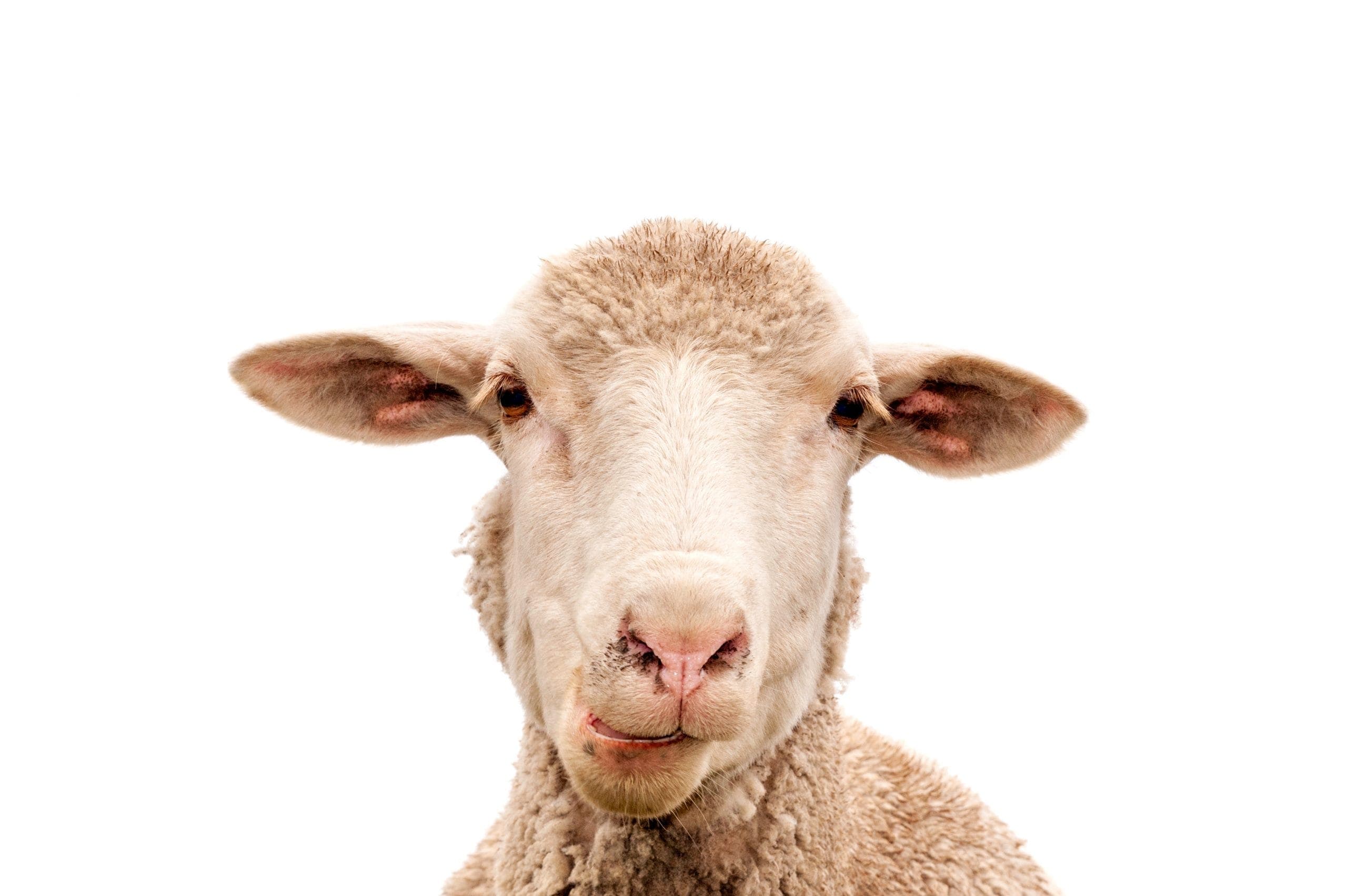Hemp and sheep study