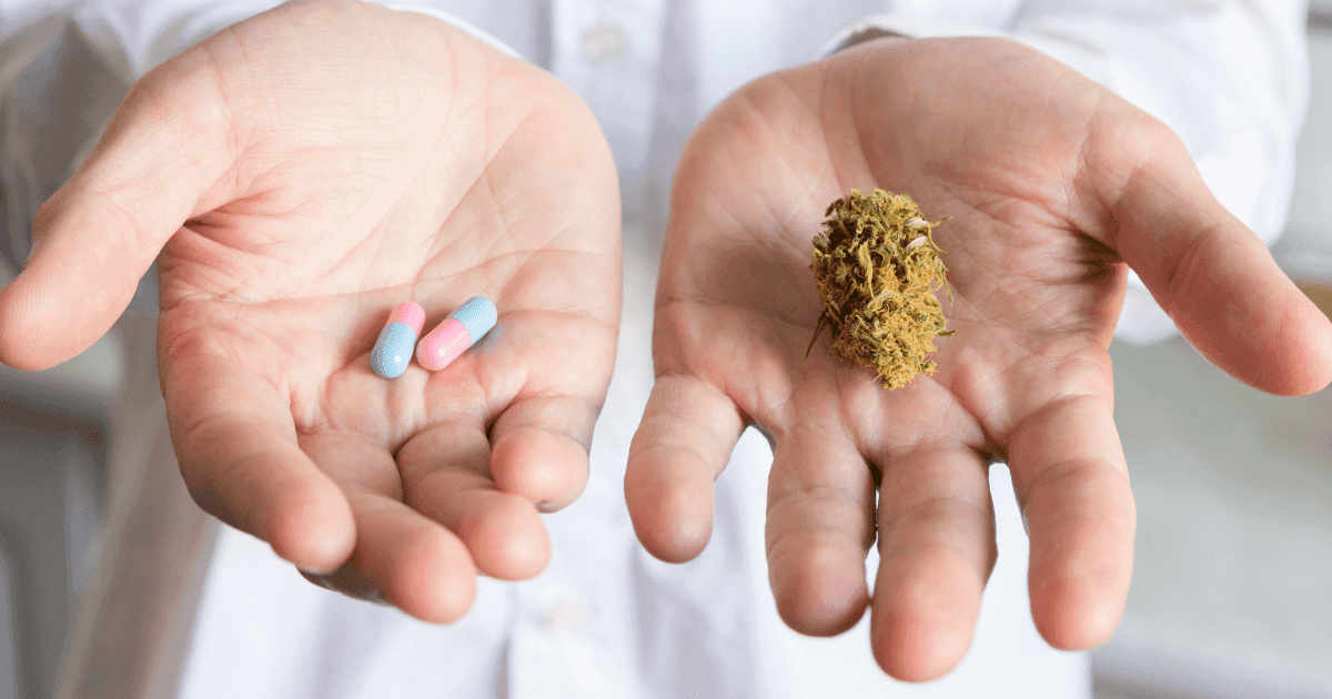 Medical cannabis prescriptions: A pair of hands being held out. One hand has pink and blue pills in the palm and the other has cannabis flower. The person wears a white lab coat