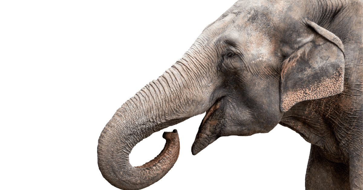 Large animals: A photo of a grey elephant with an open mouth against a white background