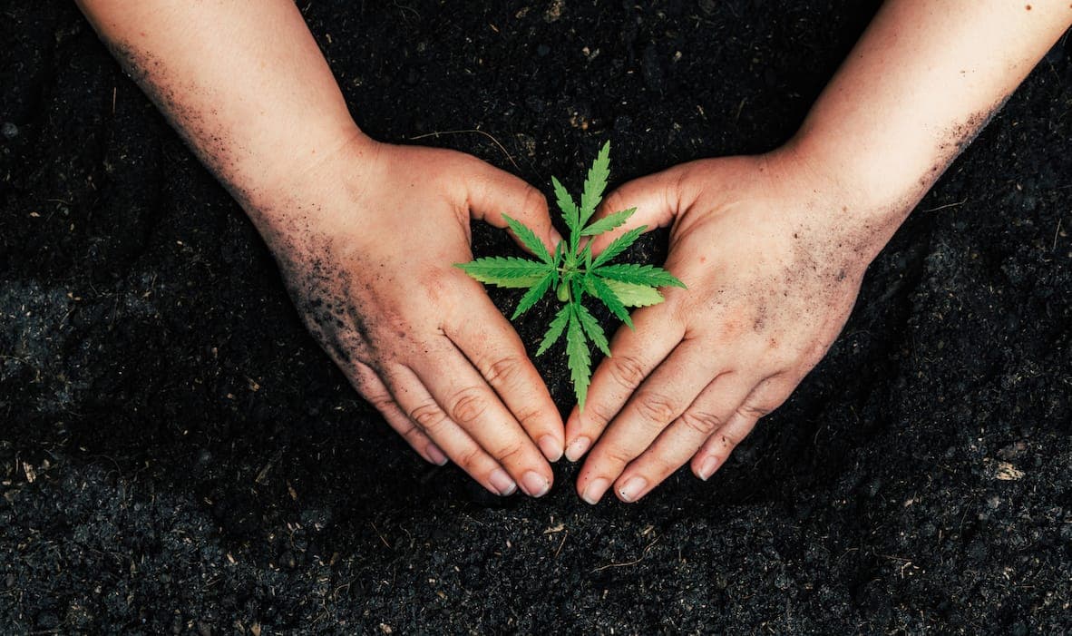 Medical cannabis grow your own petition