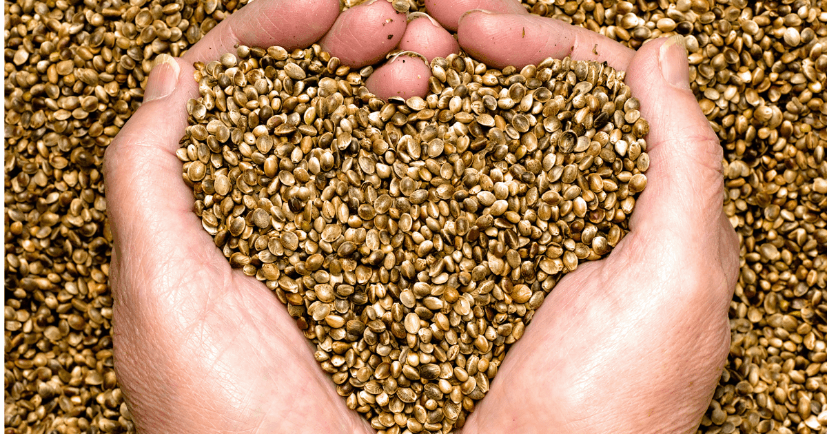 Hemp: A handful of hemp seeds in the shape of a heart