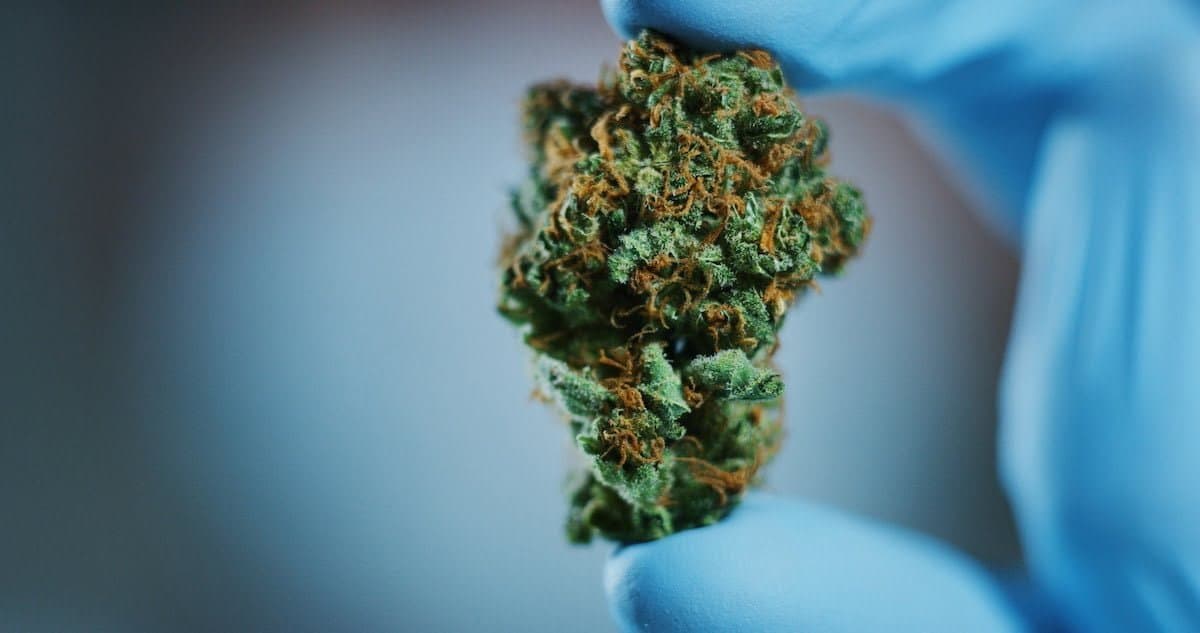 The latest medical cannabis research to have on your radar