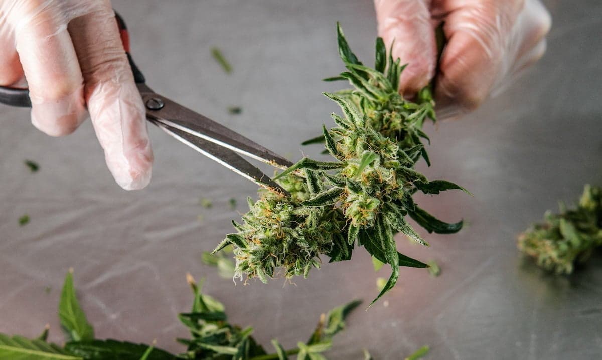 Where does CBD oil actually come from?