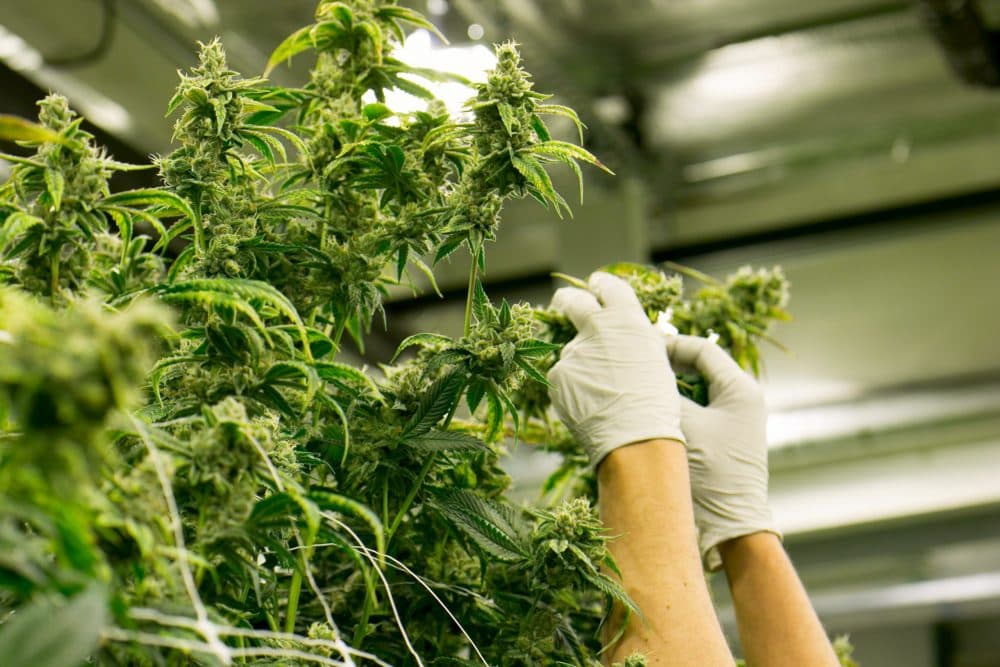 US bill to expand medical cannabis research