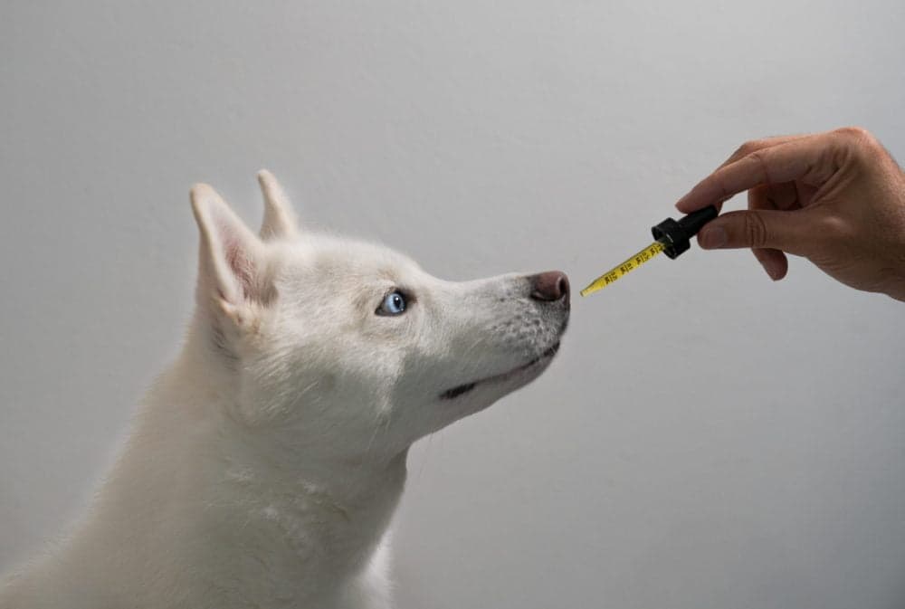 Innocan CBD in dogs study