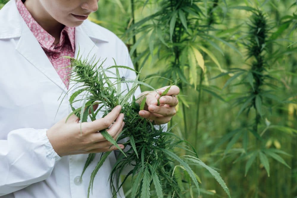 latest cannabis research