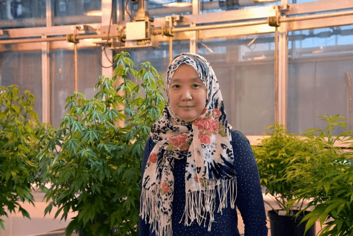 firefly genes cannabis research