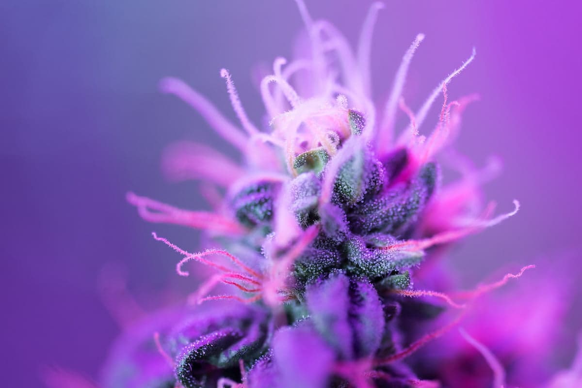 What is ‘scromiting’ and cannabinoid hyperemesis syndrome?