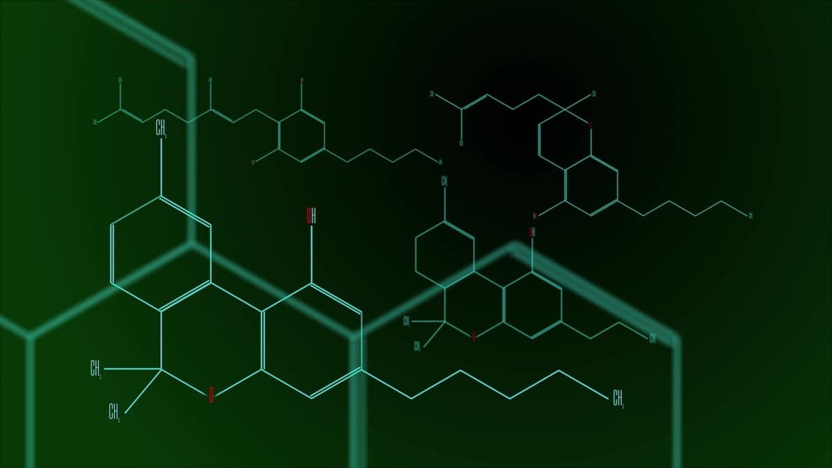 CBN, CBC and CBDa - the cannabinoids to have on your radar