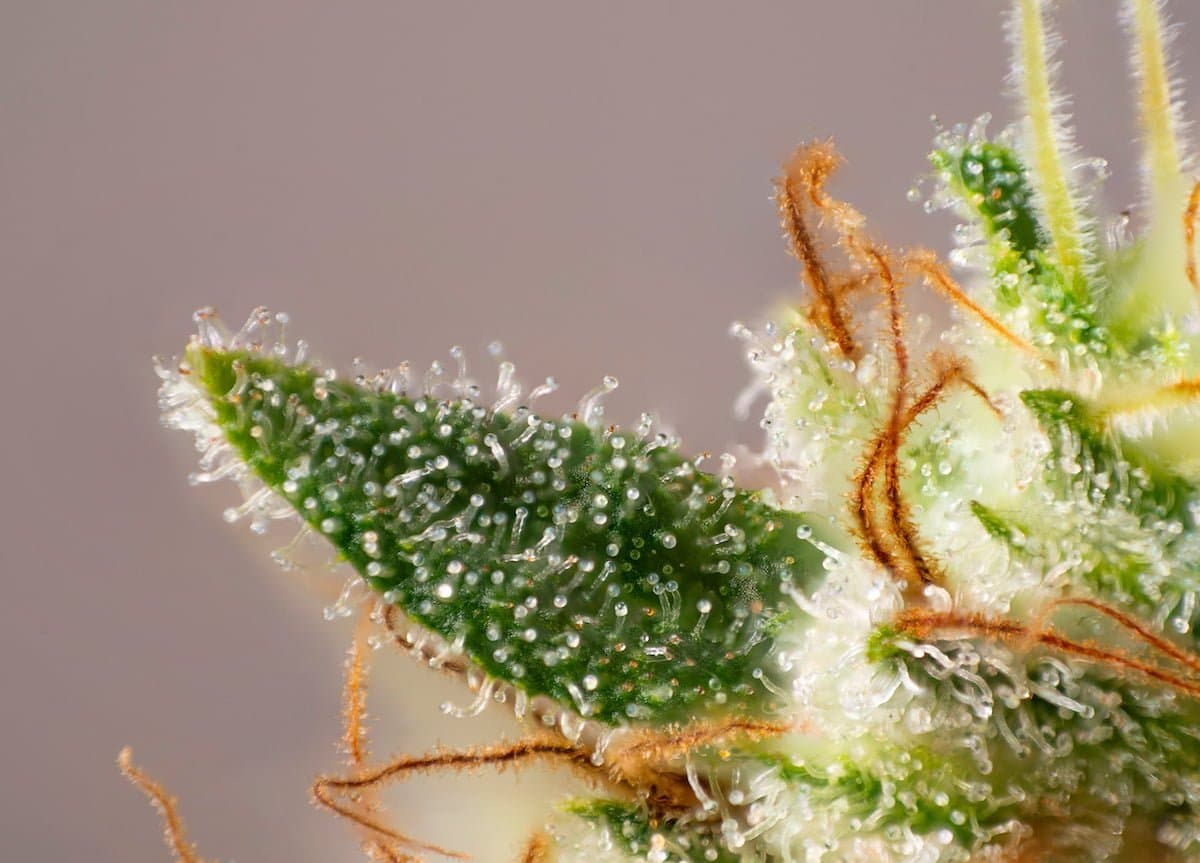 What are the therapeutic benefits of terpenes?