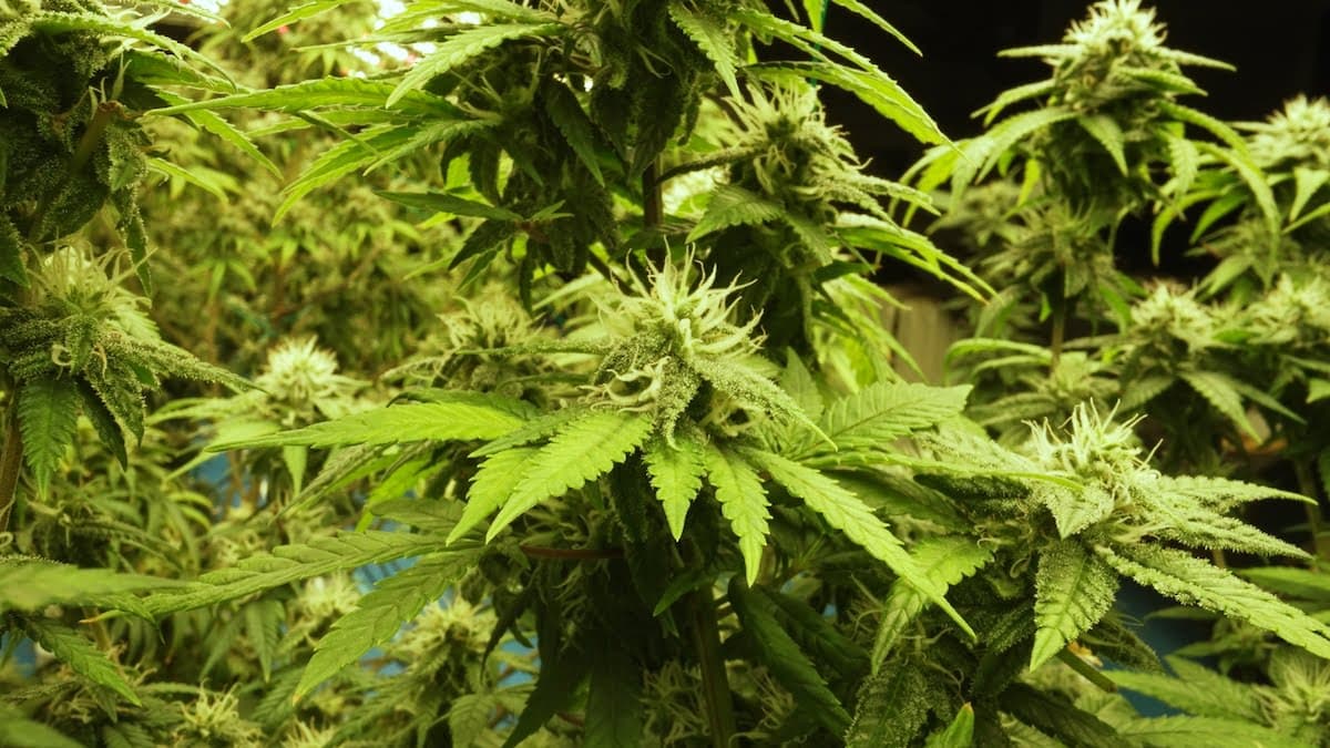 Lyphe Group to acquire European cannabis manufacturer, Materia