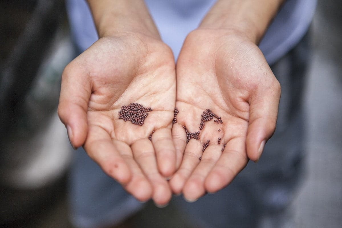 What are the nutritional benefits of hemp?