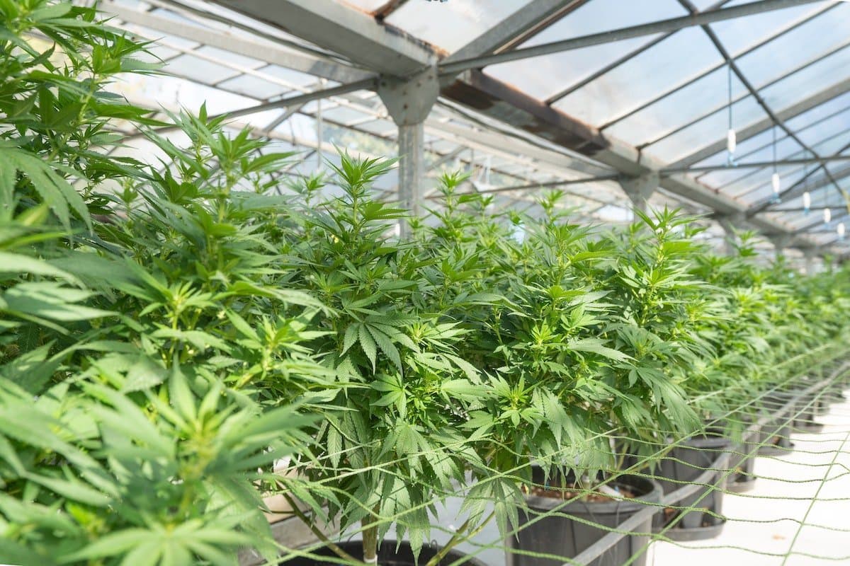 Medicinal cannabis cultivation facility