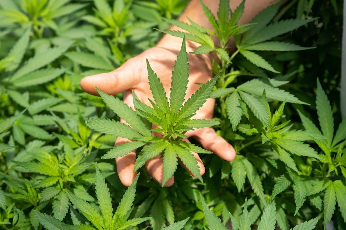 What are Intoxicating hemp-derived cannabinoids (IHDCs), and are they safe?