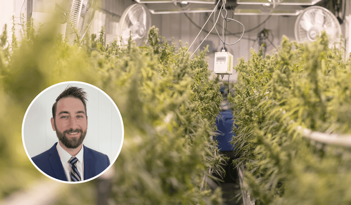 Legal v legacy cannabis: how illegal use impacts the medical market