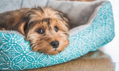 Study shines light on rise of cannabis poisoning in pets