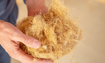 Hemp fibre insulation: A person holding a ball of insulation made from yellow hemp