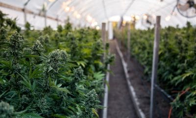 Jersey cannabis farm