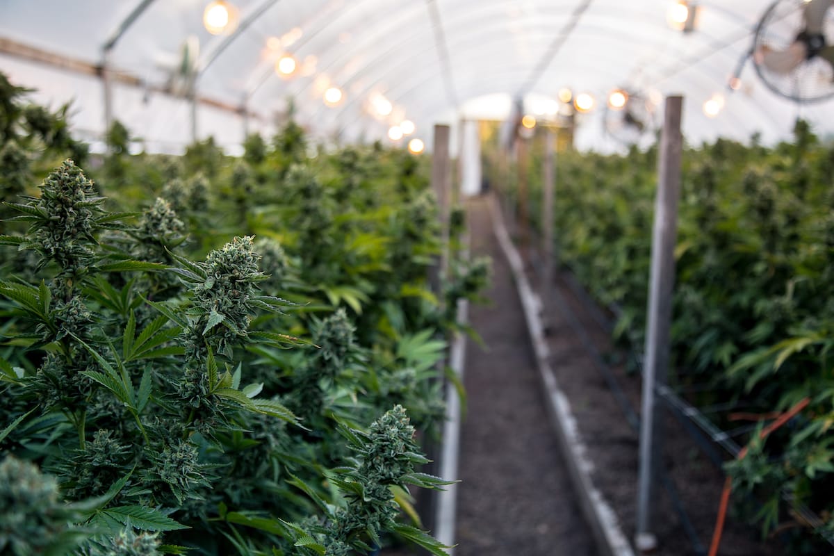 Jersey cannabis farm