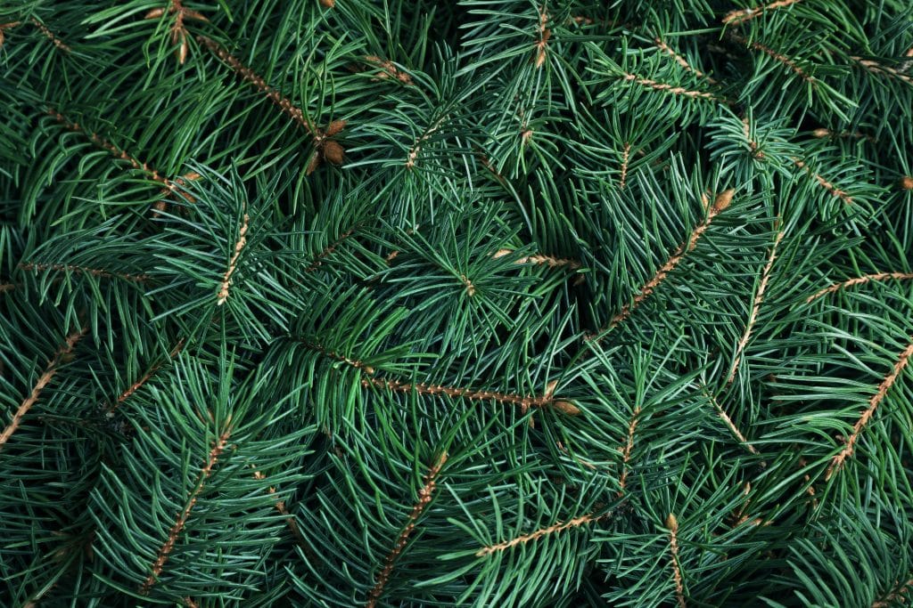 Terpenes: A pile of dark green pine needles