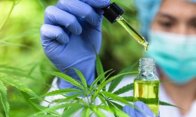 cannabis oil for epilepsy